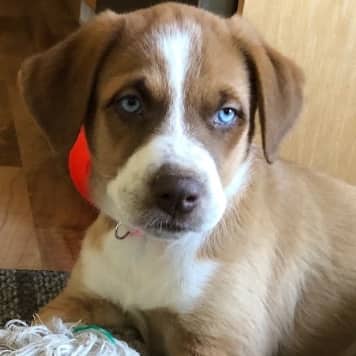 SOMMAR - Shepherd Mixed available for adoption at AARCS in Calgary