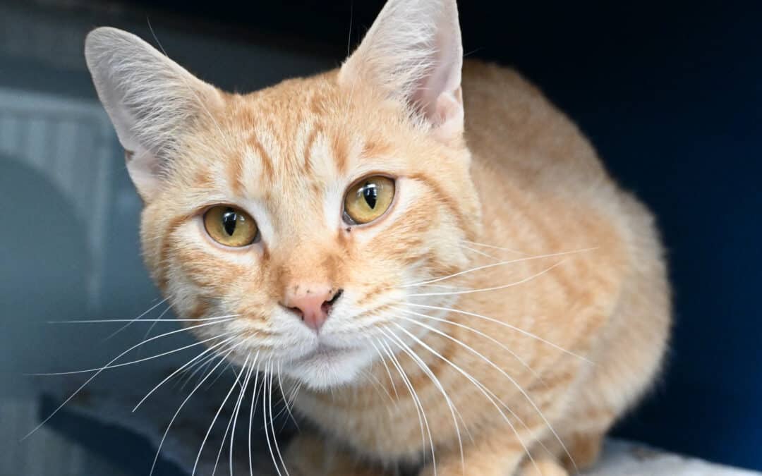 SOOT - Domestic Short Hair cat available for adoption at AARCS in Calgary (1 of 5)