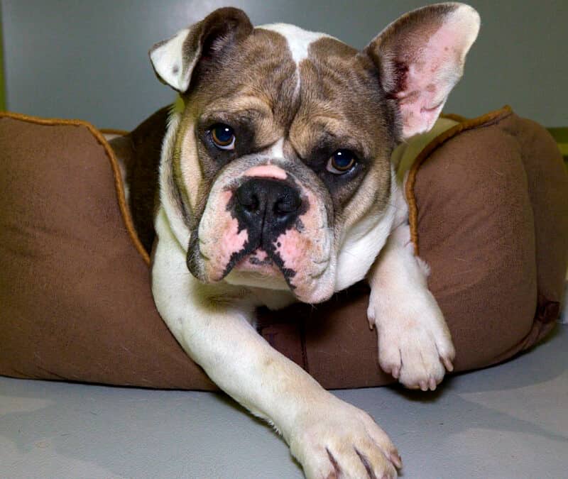SUNNY - French Bulldog Mixed available for adoption