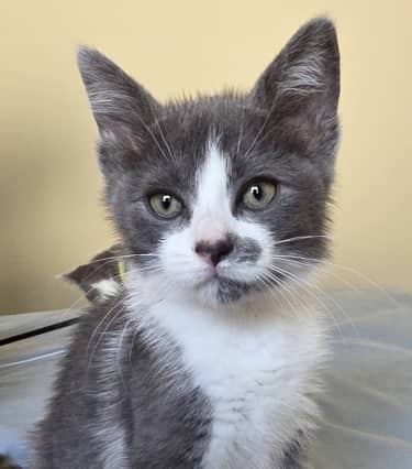 TAJ - Domestic Short Hair cat available for adoption at AARCS in Calgary (1 of 6)