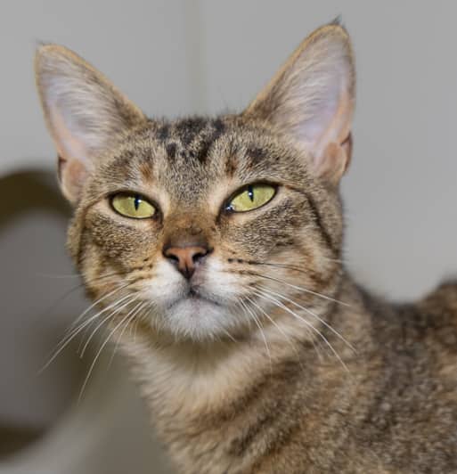 TURTLES - Domestic Short Hair cat available for adoption at AARCS in Okotoks (1 of 5)