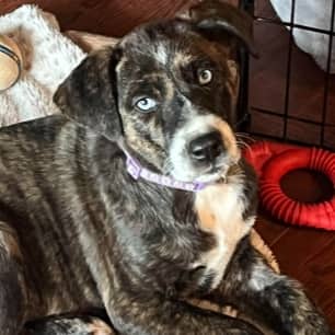 VARA - Shepherd Mixed available for adoption at AARCS in Calgary (1 of 6)