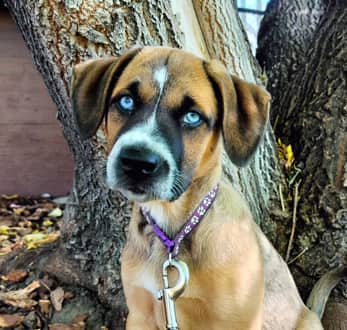 VERANO - Shepherd Mixed available for adoption at AARCS in Calgary (1 of 6)