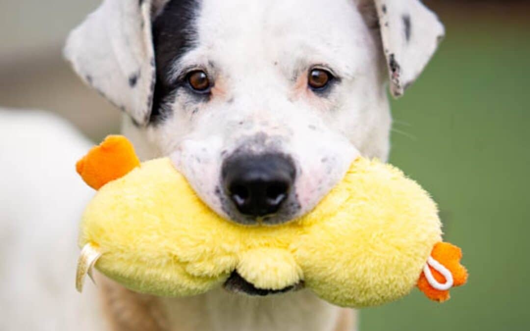 DENVER - Terrier, Pit Bull Mixed available for adoption