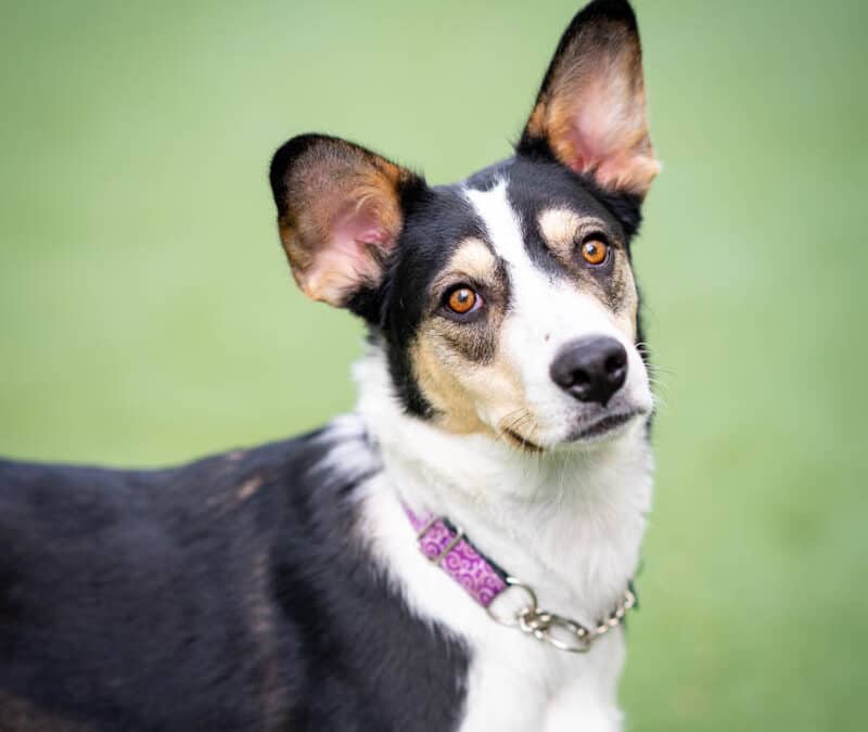 MILES - Australian Cattle Dog Mixed available for adoption