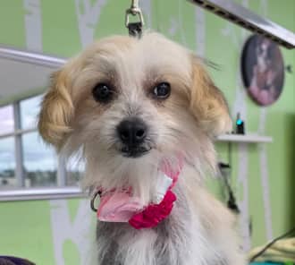 WOMBAT - Chinese Crested Mixed available for adoption at AARCS in Calgary (1 of 5)
