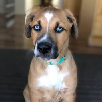 ZOMER - Shepherd Mixed available for adoption