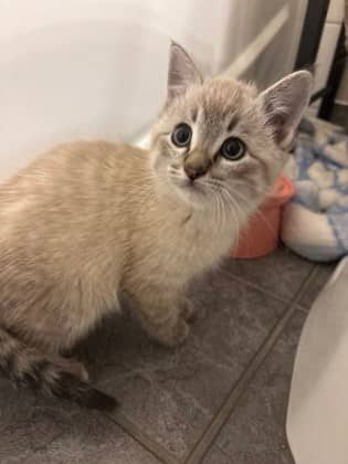 ADONIS - Domestic Short Hair cat available for adoption at AARCS in Calgary
