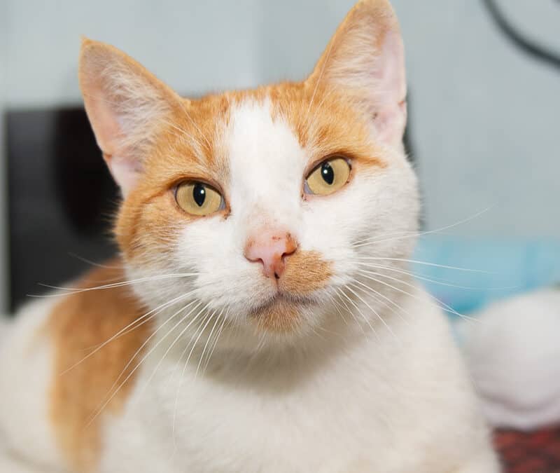 ALBADO - Domestic Short Hair cat available for adoption at AARCS in Calgary (1 of 5)