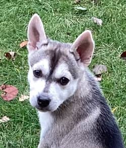 ALEU - Siberian Husky Mixed available for adoption at AARCS in Calgary (1 of 6)