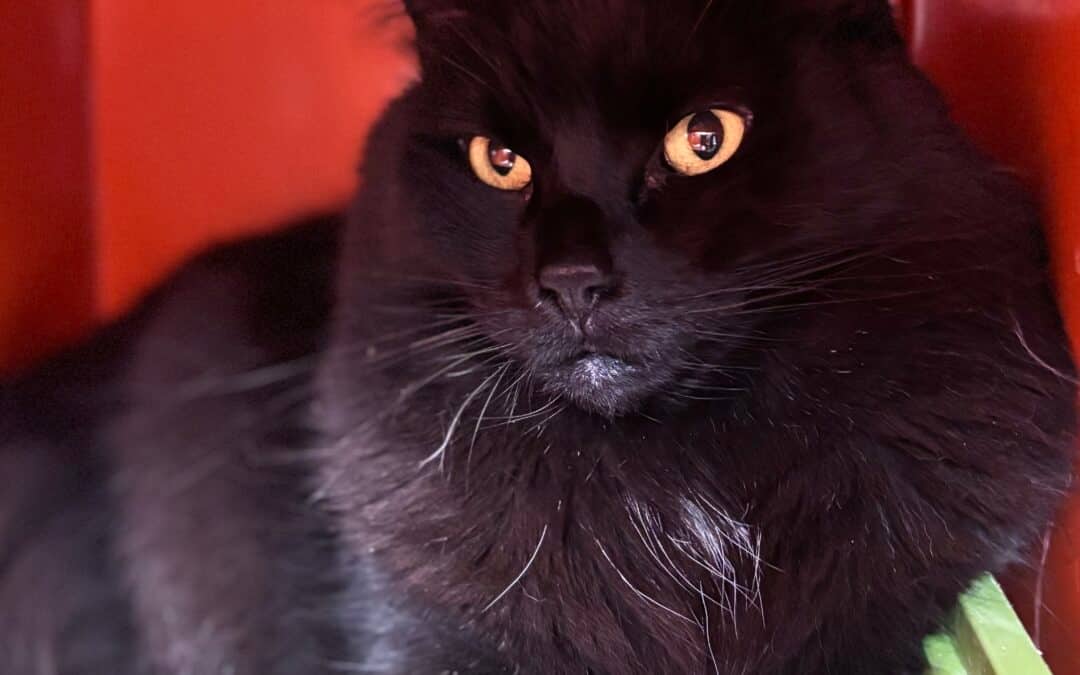 BAGHEERA - Domestic Long Hair cat available for adoption at AARCS in Calgary (1 of 3)