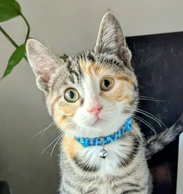 BAM - Domestic Short Hair cat available for adoption at AARCS in Calgary (1 of 2)