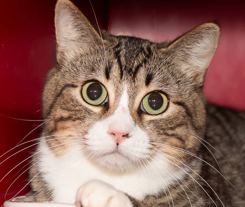 BAMBI - Domestic Short Hair cat available for adoption at AARCS in Calgary (1 of 3)