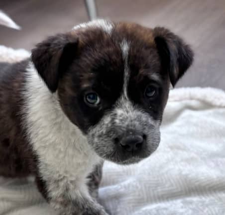 BAST - Shepherd Mixed available for adoption at AARCS in Calgary (1 of 6)
