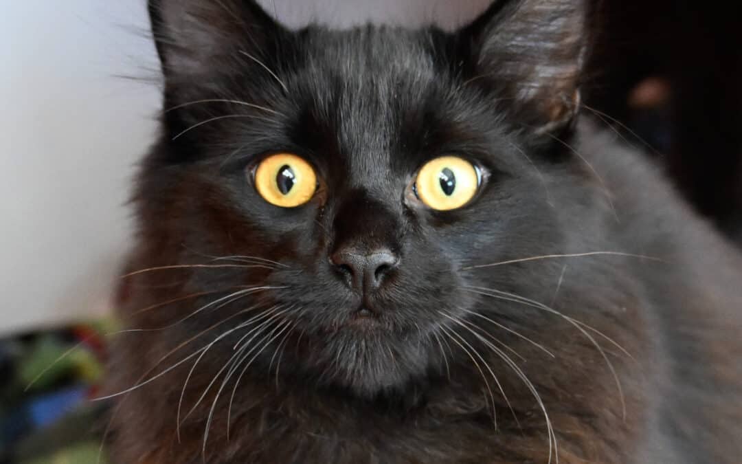 BENNY - Domestic Long Hair cat available for adoption at AARCS in Calgary (1 of 4)