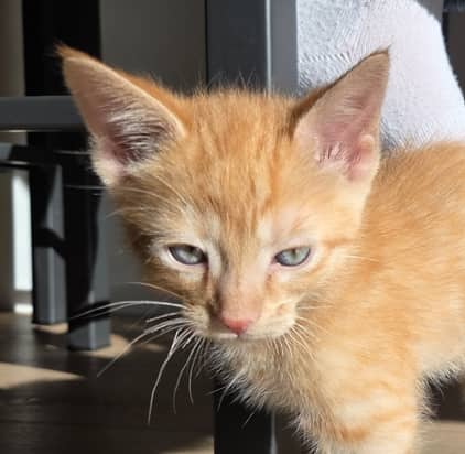BOB - Domestic Short Hair cat available for adoption at AARCS in Calgary (1 of 6)