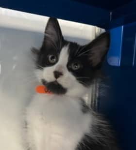 BRAM - Domestic Long Hair cat available for adoption at AARCS in Calgary (1 of 2)