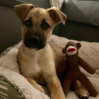 BRUINE - Shepherd Mixed available for adoption at AARCS in Calgary (1 of 6)