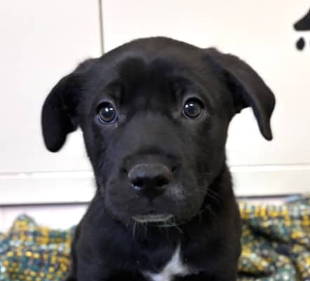 BUMBLEBEE - German Shepherd Mixed available for adoption at AARCS in Calgary (1 of 5)
