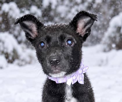 BUTTERFLY - German Shepherd Mixed available for adoption at AARCS in Calgary (1 of 2)