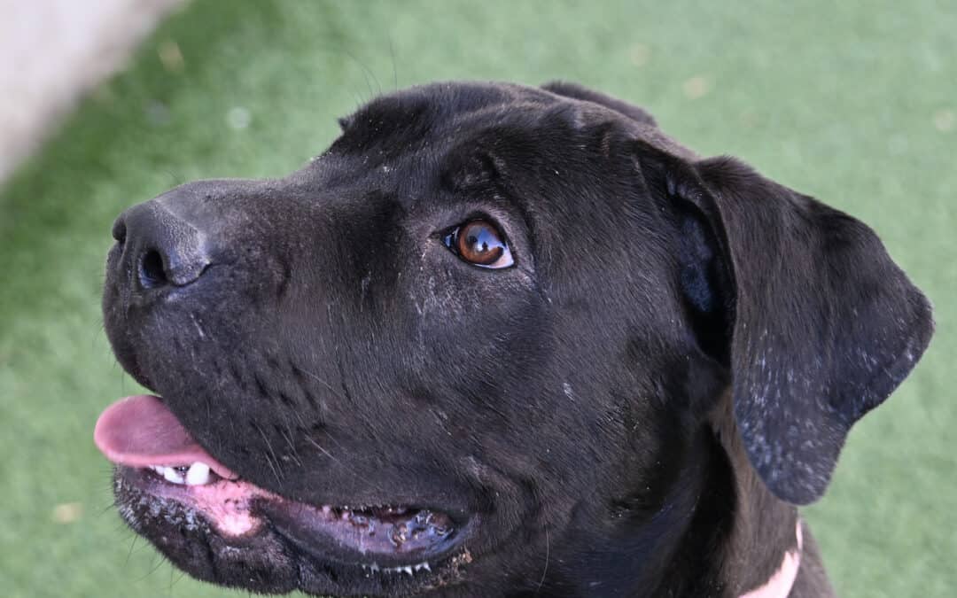 CANYON - Terrier, American Pit Bull Mixed available for adoption