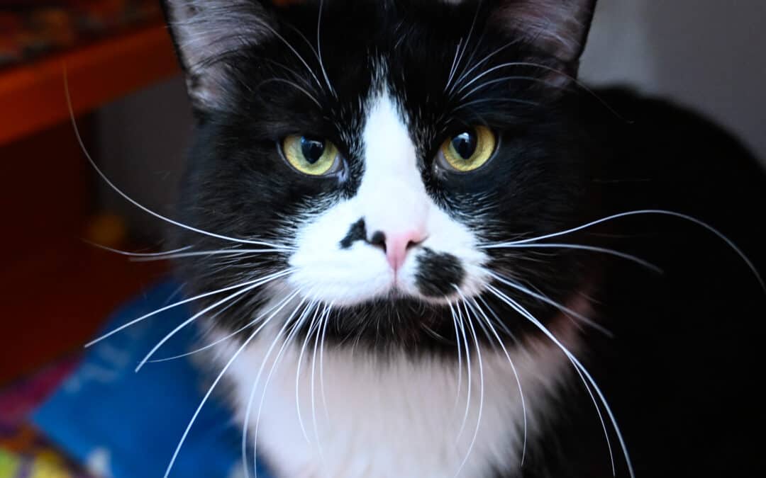 CHARLIE CHAPLIN - Domestic Medium Hair cat available for adoption at AARCS in Calgary (1 of 3)