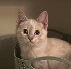 CHAROLAIS - Siamese cat available for adoption at AARCS in Calgary (1 of 6)