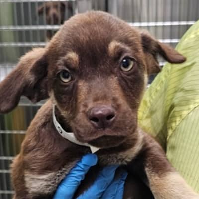 CHEERS - German Shepherd Mixed available for adoption at AARCS in Calgary (1 of 3)