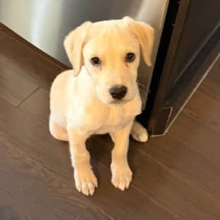 CHICKPEA - Retriever, Labrador Mixed available for adoption at AARCS in Calgary (1 of 6)