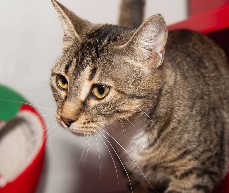 CHLOE - Domestic Short Hair cat available for adoption at AARCS in Calgary (1 of 4)