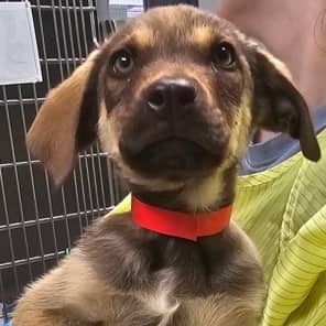 COACH - German Shepherd Mixed available for adoption at AARCS in Calgary (1 of 3)