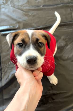 COBAIN - Saint Bernard Mixed available for adoption at AARCS in Calgary