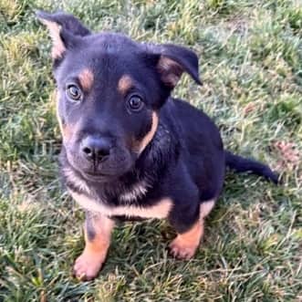 Collins - Chow Chow Mixed available for adoption at AARCS in Calgary (1 of 6)