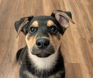 COLOMBIA - Rottweiler Mixed available for adoption at AARCS in Calgary (1 of 5)