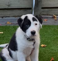 CORNELL - Saint Bernard Mixed available for adoption at AARCS in Calgary (1 of 2)
