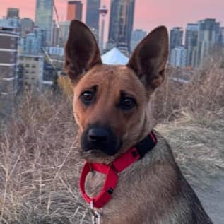 CRICKET - German Shepherd mixed available for adoption at AARCS in Calgary (1 of 6)