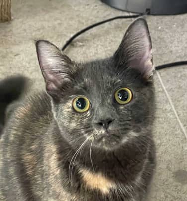 DANNA - Domestic Short Hair cat available for adoption at AARCS in Calgary (1 of 6)