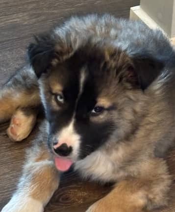 DANNY - German Shepherd mixed available for adoption at AARCS in Calgary (1 of 5)