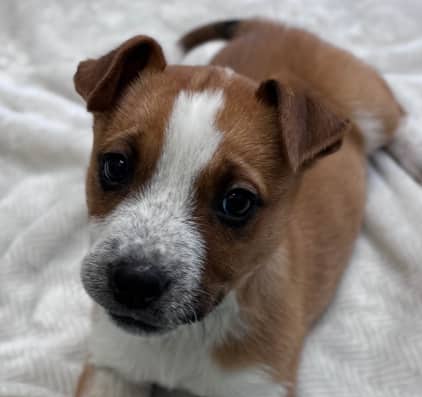 DENNA - Shepherd Mixed available for adoption