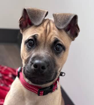 DRACO - Mastiff Mixed available for adoption at AARCS in Calgary (1 of 6)