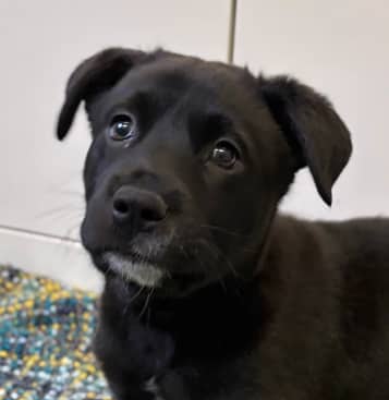 DRAGONFLY - German Shepherd Mixed available for adoption at AARCS in Calgary (1 of 4)