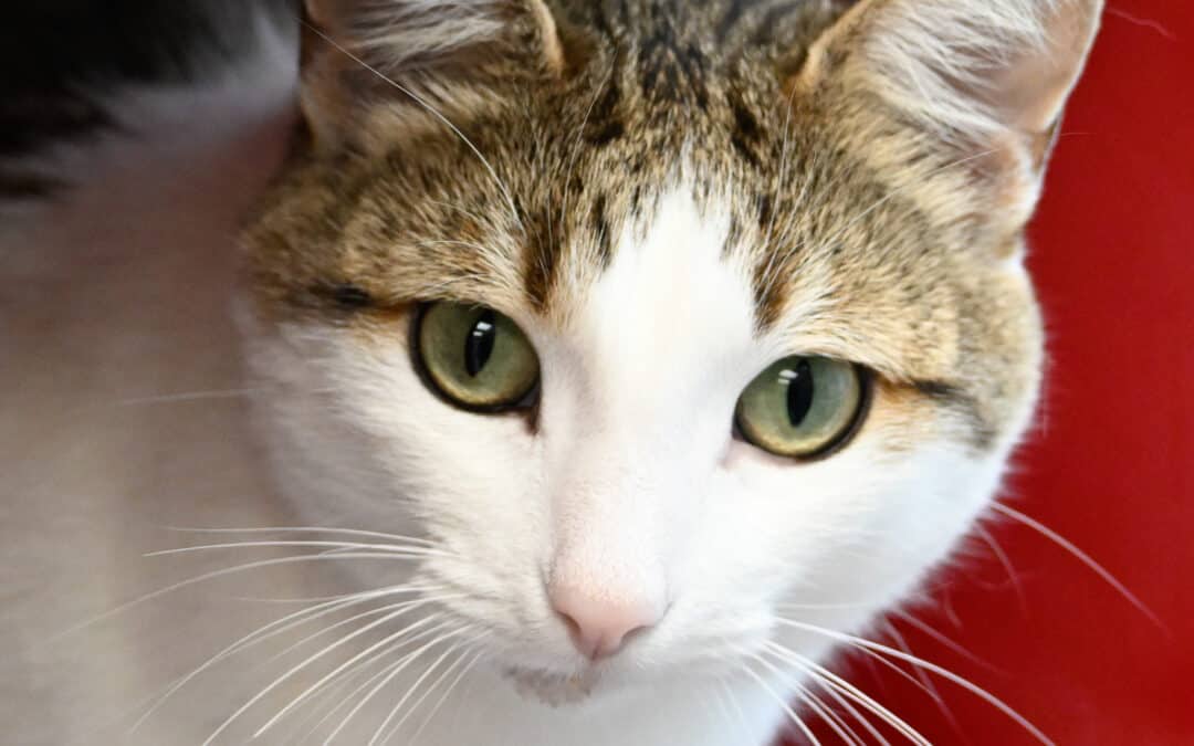 DUCKY - Domestic Short Hair cat available for adoption at AARCS in Calgary (1 of 4)