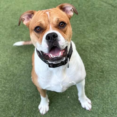 EDDIE - Boxer Mixed available for adoption at AARCS in Calgary (1 of 6)