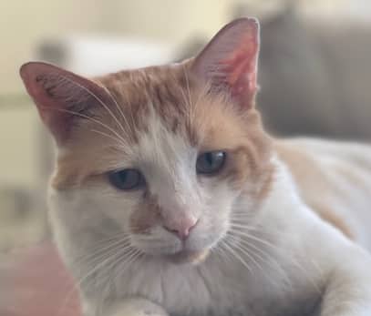 EON - Domestic Short Hair cat available for adoption at AARCS in Calgary (1 of 6)