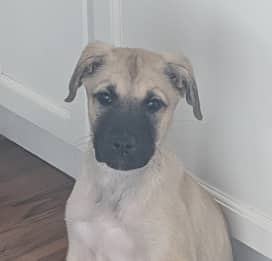 FAVA - German Shepherd mixed available for adoption at AARCS in Calgary (1 of 6)
