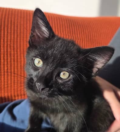 FELIPE - Domestic Short Hair cat available for adoption at AARCS in Calgary (1 of 6)