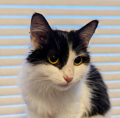 FLOWER - Domestic Medium Hair cat available for adoption at AARCS in Calgary (1 of 4)