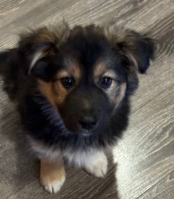 FRENCHIE - German Shepherd mixed available for adoption at AARCS in Calgary (1 of 6)