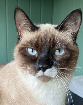 FRIDAY - Snowshoe cat available for adoption at AARCS in Calgary (1 of 6)