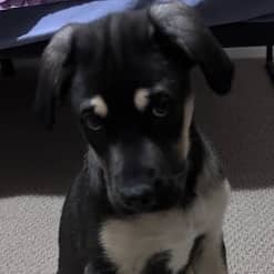 GARBANZO - German Shepherd Mixed available for adoption at AARCS in Calgary (1 of 2)